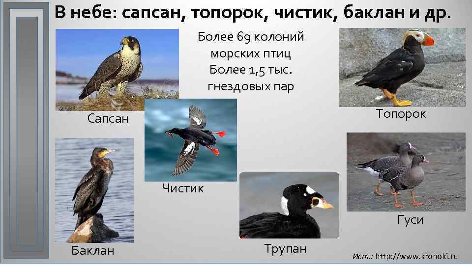 В небе: сапсан, топорок, чистик, баклан и др. Более 69 колоний морских птиц Более