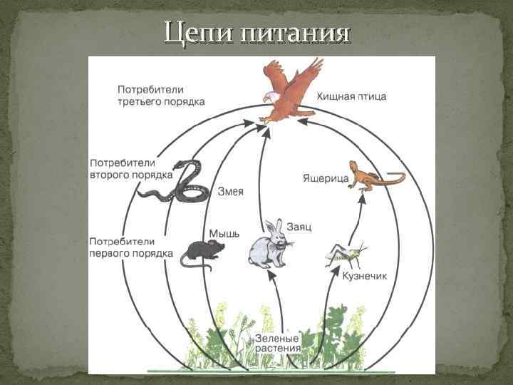 Цепи питания 