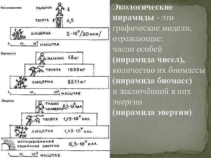 Экологические пирамиды - это графические модели, отражающие: число особей (пирамида чисел), количество их биомассы