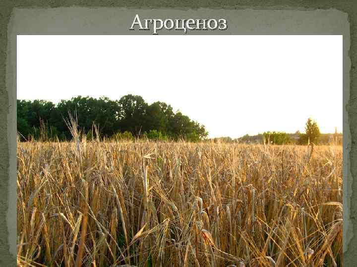 Агроценоз 