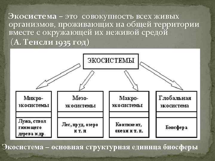 Экосистема – это совокупность всех живых организмов, проживающих на общей территории вместе с окружающей