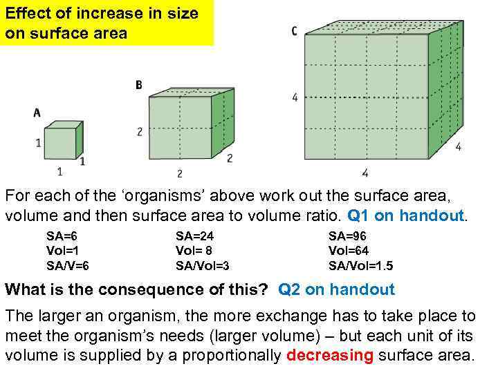 Effect of increase in size on surface area For each of the ‘organisms’ above