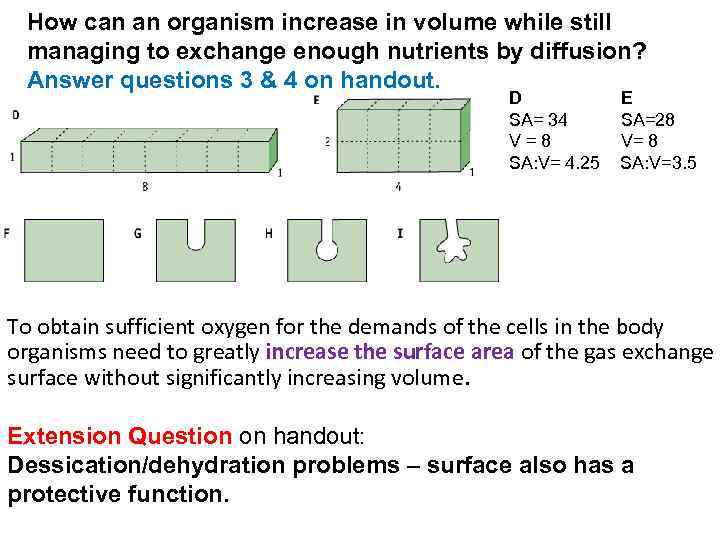 How can an organism increase in volume while still managing to exchange enough nutrients