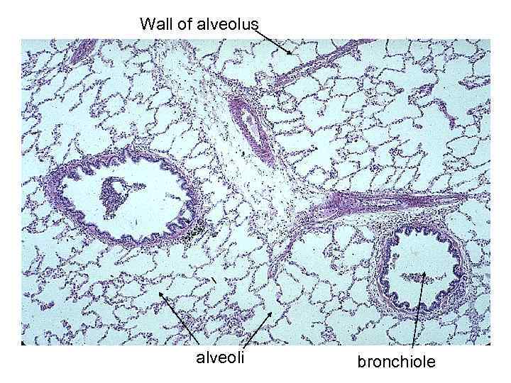 Wall of alveolus alveoli bronchiole 