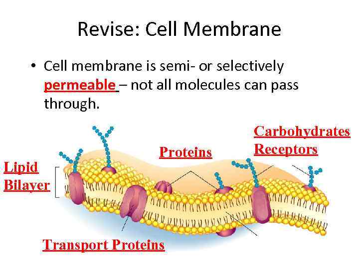 Revise: Cell Membrane • Cell membrane is semi- or selectively permeable – not all