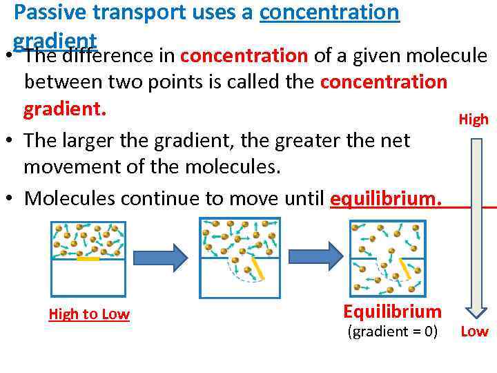 Passive transport uses a concentration gradient • The difference in concentration of a given