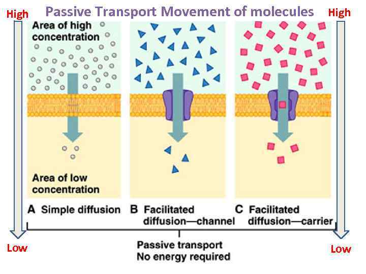 High Low Passive Transport Movement of molecules High Low 