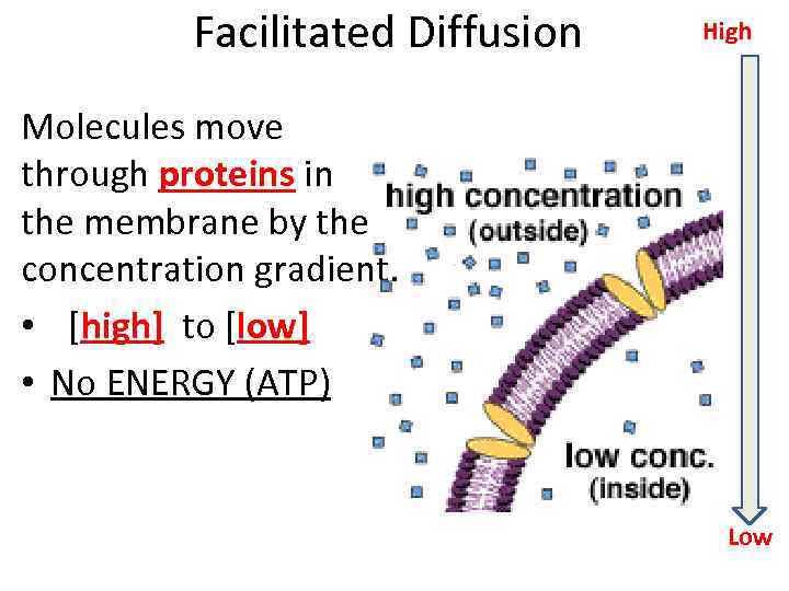 Facilitated Diffusion High Molecules move through proteins in the membrane by the concentration gradient.