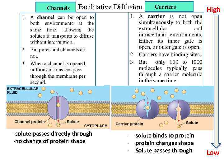Facilitative Diffusion -solute passes directly through -no change of protein shape - solute binds