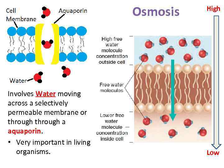 Osmosis Involves Water moving across a selectively permeable membrane or through a aquaporin. •