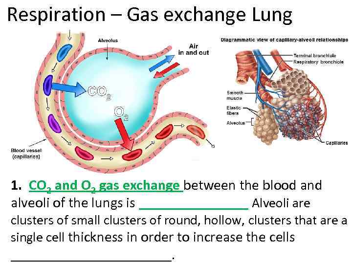 Respiration – Gas exchange Lung 1. CO 2 and O 2 gas exchange between