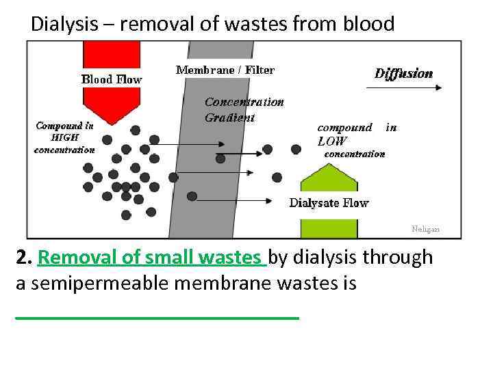 Dialysis – removal of wastes from blood 2. Removal of small wastes by dialysis