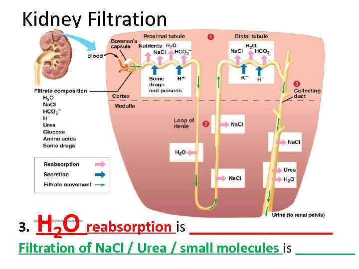 Kidney Filtration HO 3. 2 reabsorption is _________ Filtration of Na. Cl / Urea