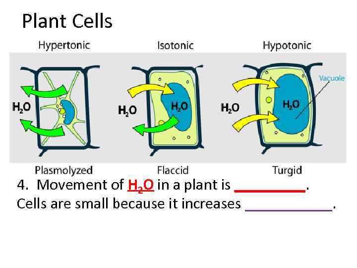Plant Cells 4. Movement of H 2 O in a plant is _____. Cells