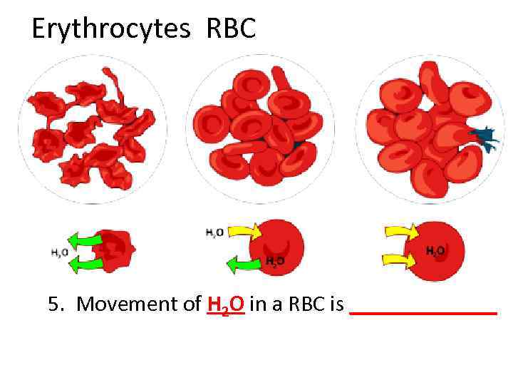 Erythrocytes RBC 5. Movement of H 2 O in a RBC is _______ 