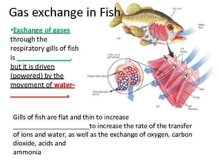 Gas exchange in Fish • Exchange of gases through the respiratory gills of fish