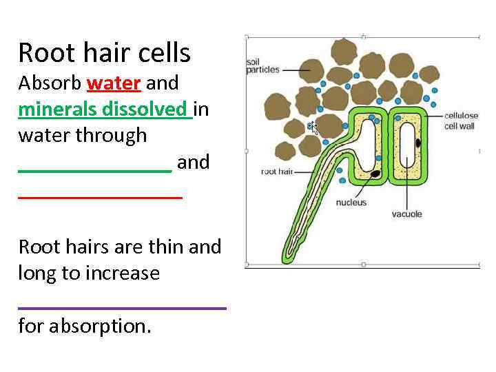 Root hair cells Absorb water and minerals dissolved in water through _______ and ________