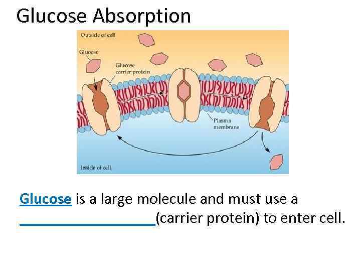 Glucose Absorption Glucose is a large molecule and must use a _________(carrier protein) to