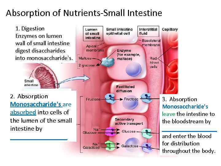 Absorption of Nutrients-Small Intestine 1. Digestion Enzymes on lumen wall of small intestine digest