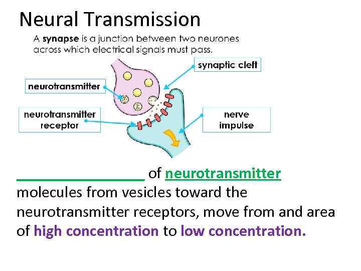 Neural Transmission ________ of neurotransmitter molecules from vesicles toward the neurotransmitter receptors, move from