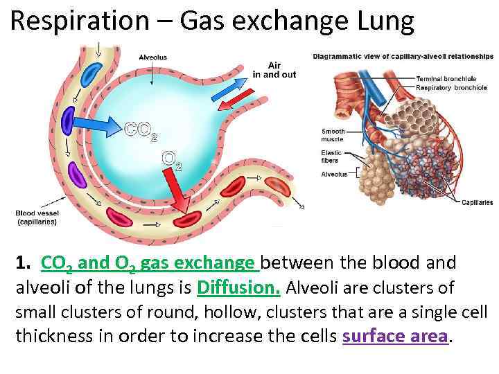 Respiration – Gas exchange Lung 1. CO 2 and O 2 gas exchange between