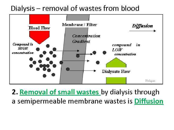 Dialysis – removal of wastes from blood 2. Removal of small wastes by dialysis