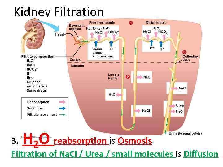 Kidney Filtration HO 3. 2 reabsorption is Osmosis Filtration of Na. Cl / Urea