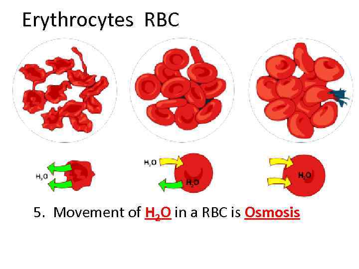 Erythrocytes RBC 5. Movement of H 2 O in a RBC is Osmosis 