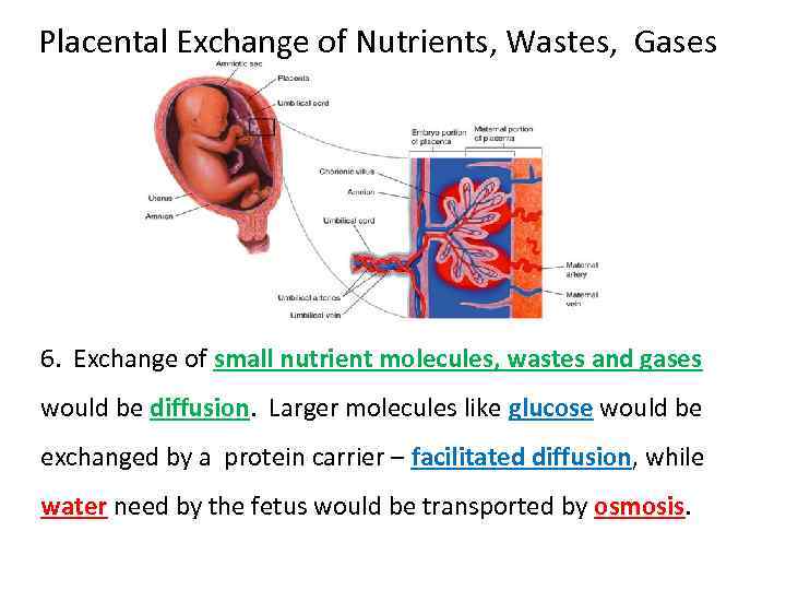 Placental Exchange of Nutrients, Wastes, Gases 6. Exchange of small nutrient molecules, wastes and