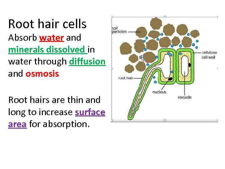 Root hair cells Absorb water and minerals dissolved in water through diffusion and osmosis