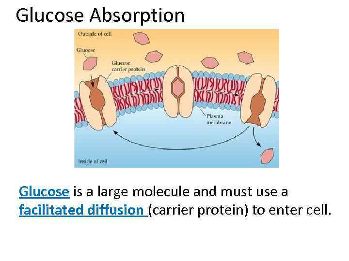 Glucose Absorption Glucose is a large molecule and must use a facilitated diffusion (carrier