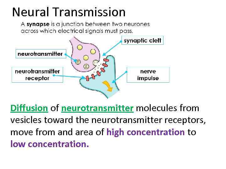 Neural Transmission Diffusion of neurotransmitter molecules from vesicles toward the neurotransmitter receptors, move from