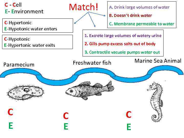 C - Cell E- Environment Match! C-Hypertonic E-Hypotonic water enters A. Drink large volumes