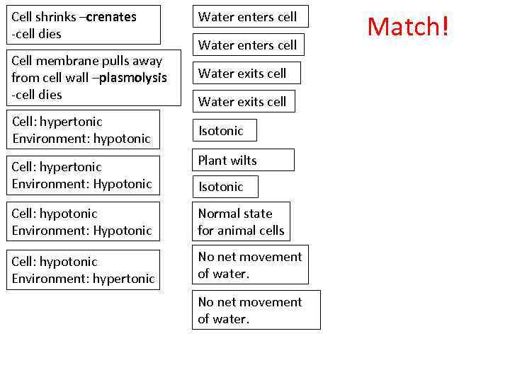 Cell shrinks –crenates -cell dies Cell membrane pulls away from cell wall –plasmolysis -cell