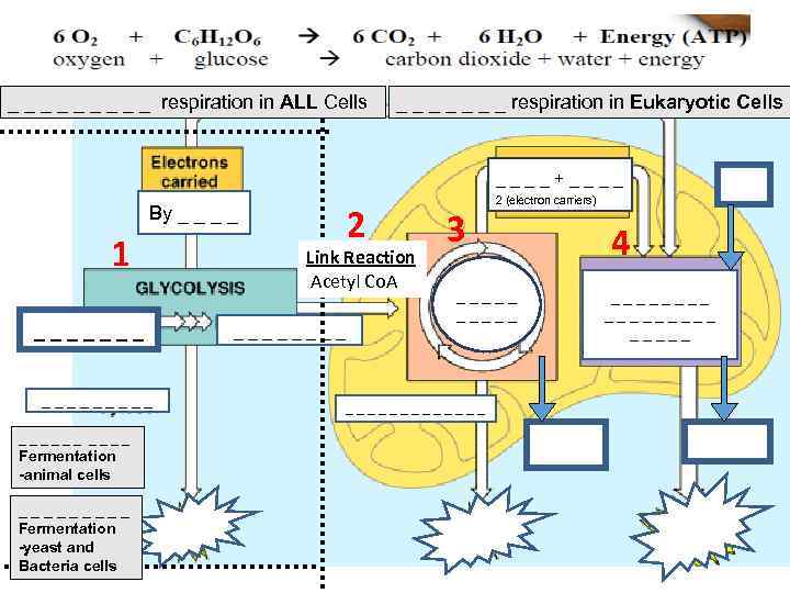 _ _ _ _ _ respiration in ALL Cells _ _ _ _ respiration