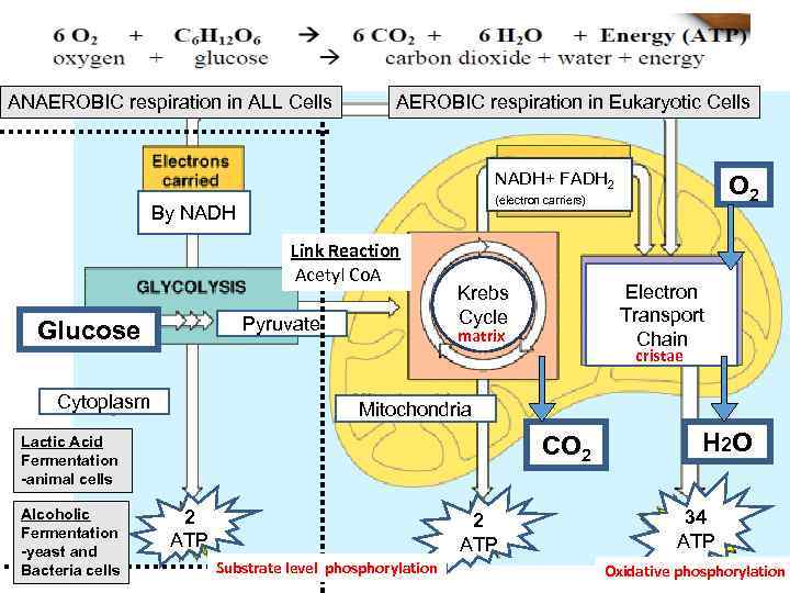 ANAEROBIC respiration in ALL Cells AEROBIC respiration in Eukaryotic Cells NADH+ FADH 2 By