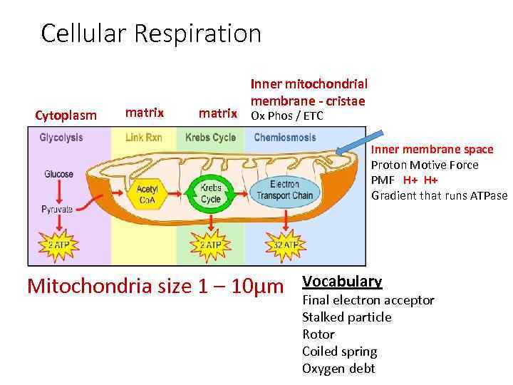 Cellular Respiration Cytoplasm matrix Inner mitochondrial membrane - cristae matrix Ox Phos / ETC