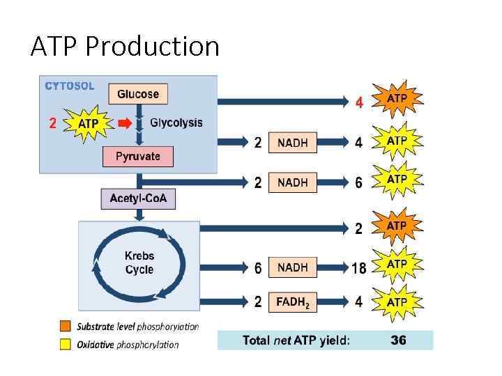 ATP Production 