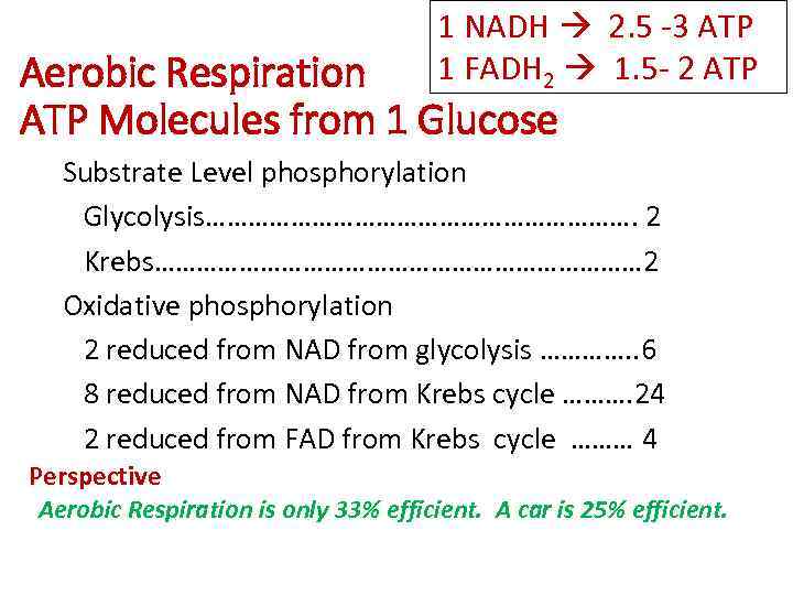 1 NADH 2. 5 -3 ATP 1 FADH 2 1. 5 - 2 ATP