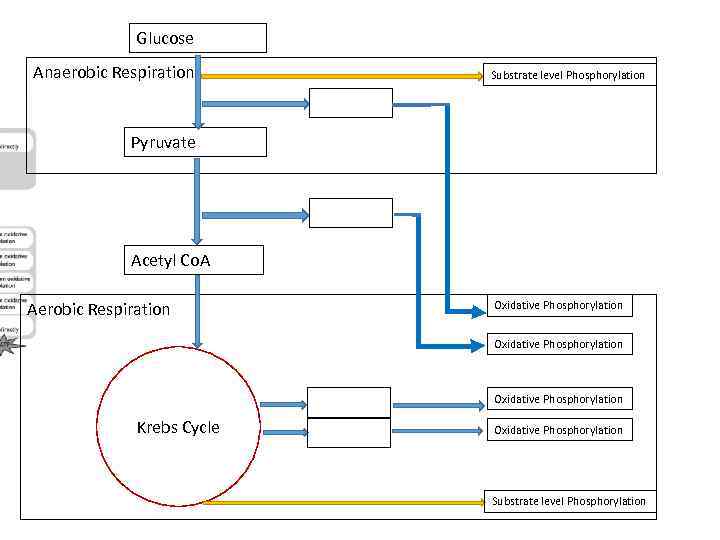 Glucose Anaerobic Respiration Substrate level Phosphorylation Pyruvate Acetyl Co. A Aerobic Respiration Oxidative Phosphorylation