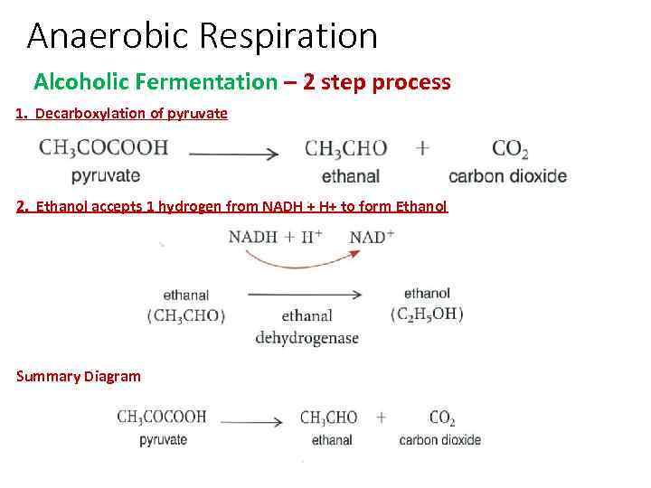 Anaerobic Respiration Alcoholic Fermentation – 2 step process 1. Decarboxylation of pyruvate 2. Ethanol