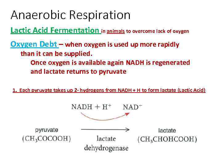 Anaerobic Respiration Lactic Acid Fermentation in animals to overcome lack of oxygen Oxygen Debt