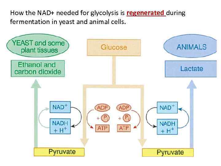 How the NAD+ needed for glycolysis is regenerated during fermentation in yeast and animal