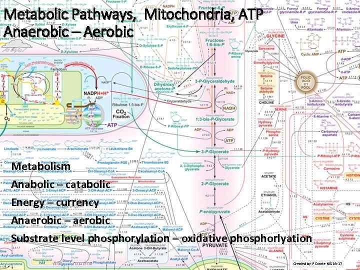 Metabolic Pathways, Mitochondria, ATP Anaerobic – Aerobic Metabolism Anabolic – catabolic Energy – currency