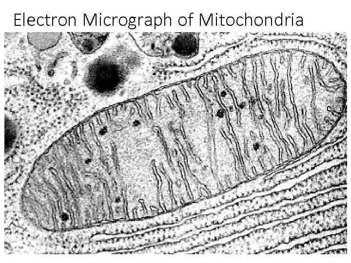 Electron Micrograph of Mitochondria 