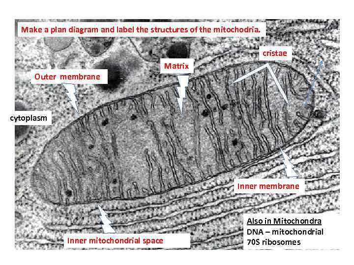 Make a plan diagram and label the structures of the mitochodria. OUt cristae Matrix