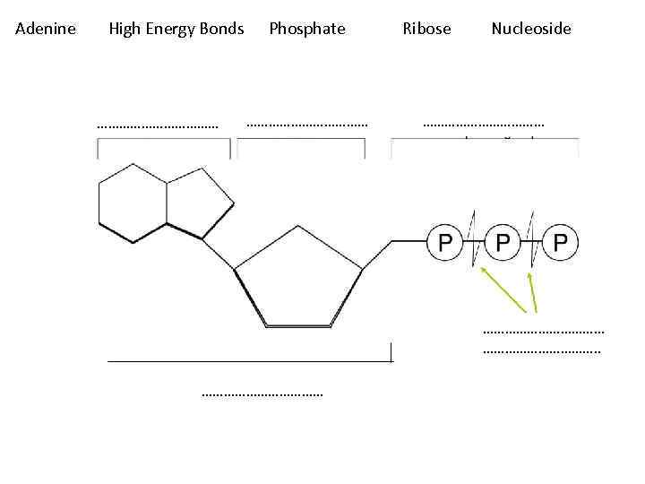 Adenine High Energy Bonds Phosphate Ribose Nucleoside …………………………… ……………. . ……………… 