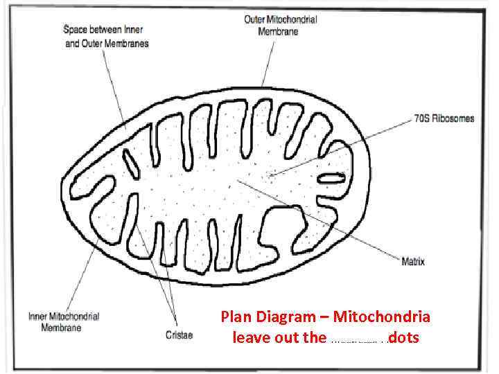 Plan Diagram – Mitochondria leave out the dots. . . ………. . 