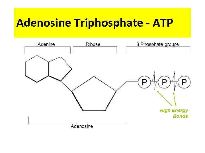 Adenosine Triphosphate - ATP 