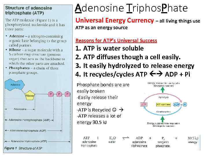 Adenosine Triphos. Phate Universal Energy Currency – all living things use ATP as an